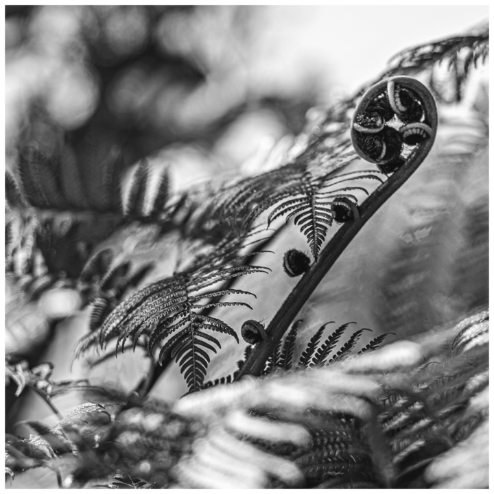 Whispering Ferns