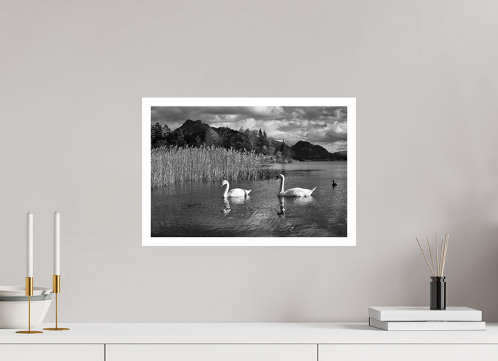 Elegance of Swans
