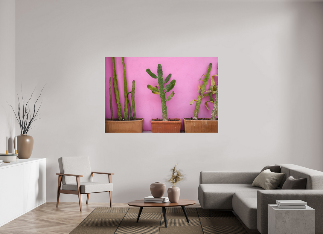 Cacti in Colorplay