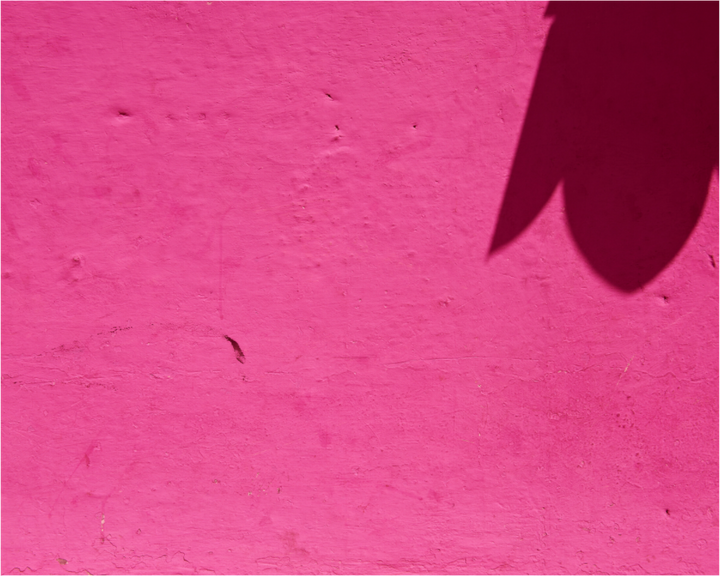 Shadow Bloom on Pink