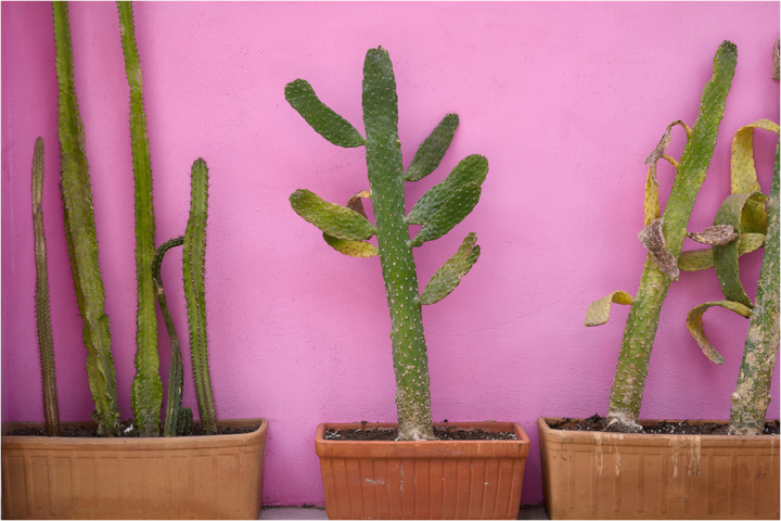 Cacti in Colorplay