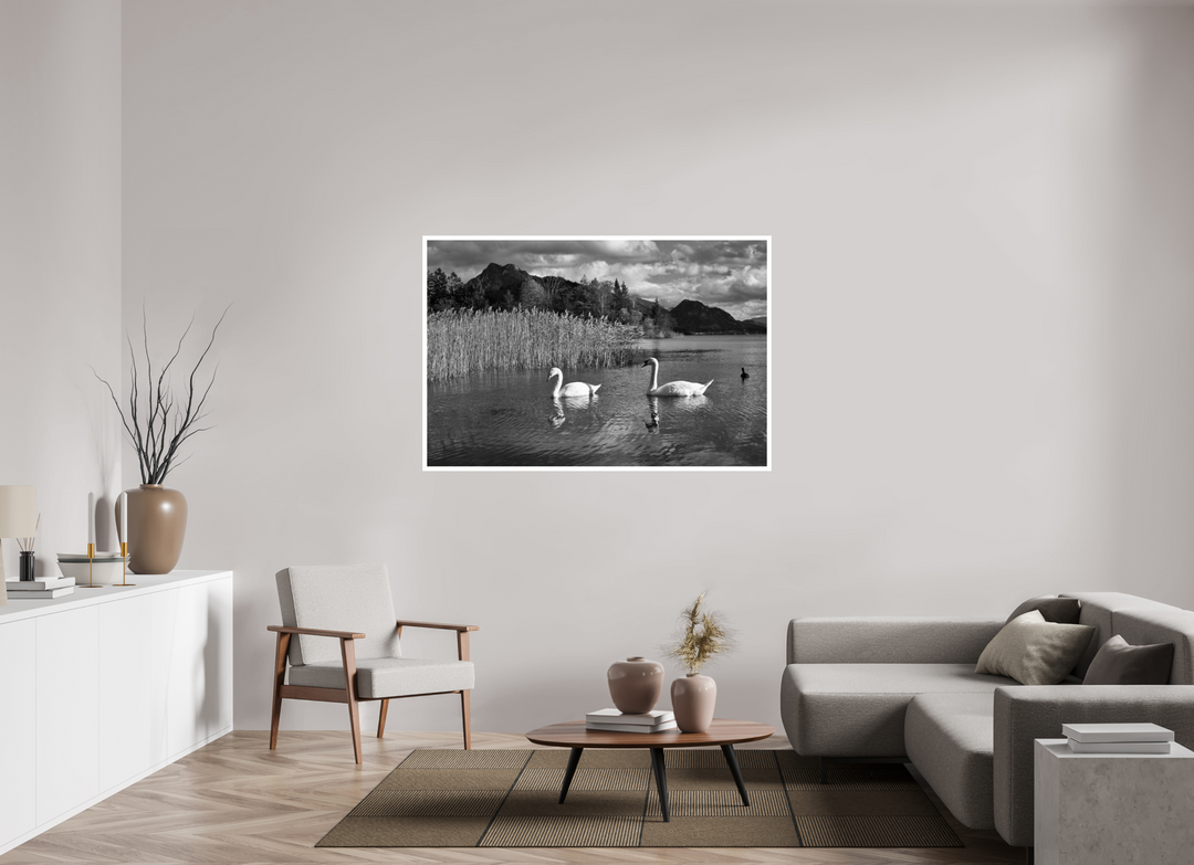 Elegance of Swans