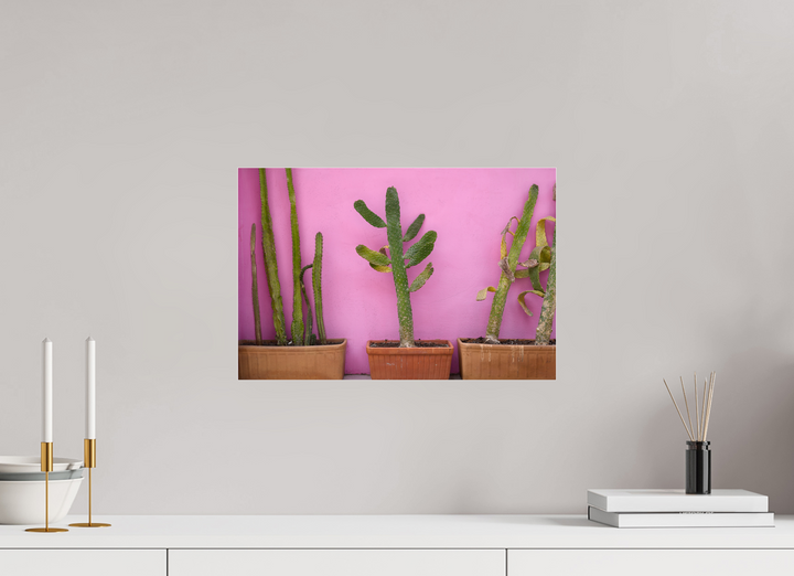 Cacti in Colorplay