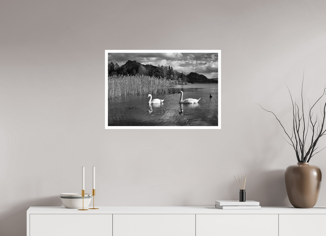 Elegance of Swans