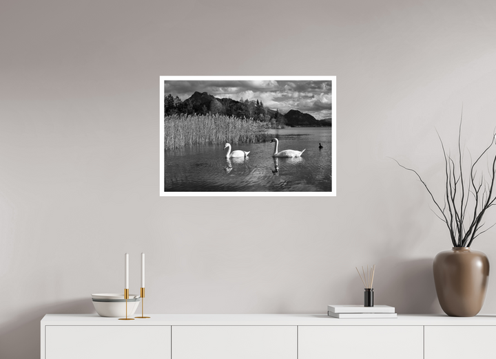 Elegance of Swans