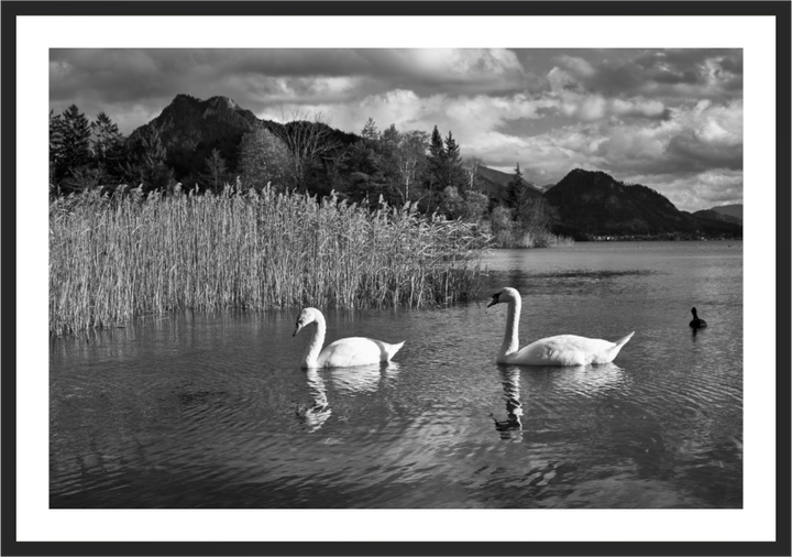 Elegance of Swans